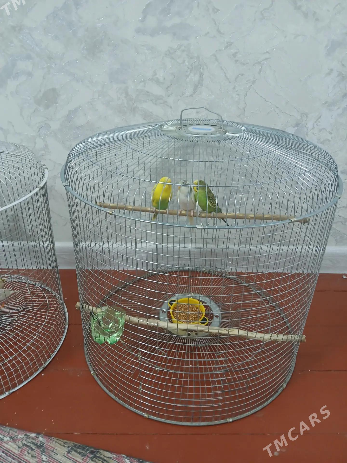 wolnisty papugay - Дашогуз - img 1