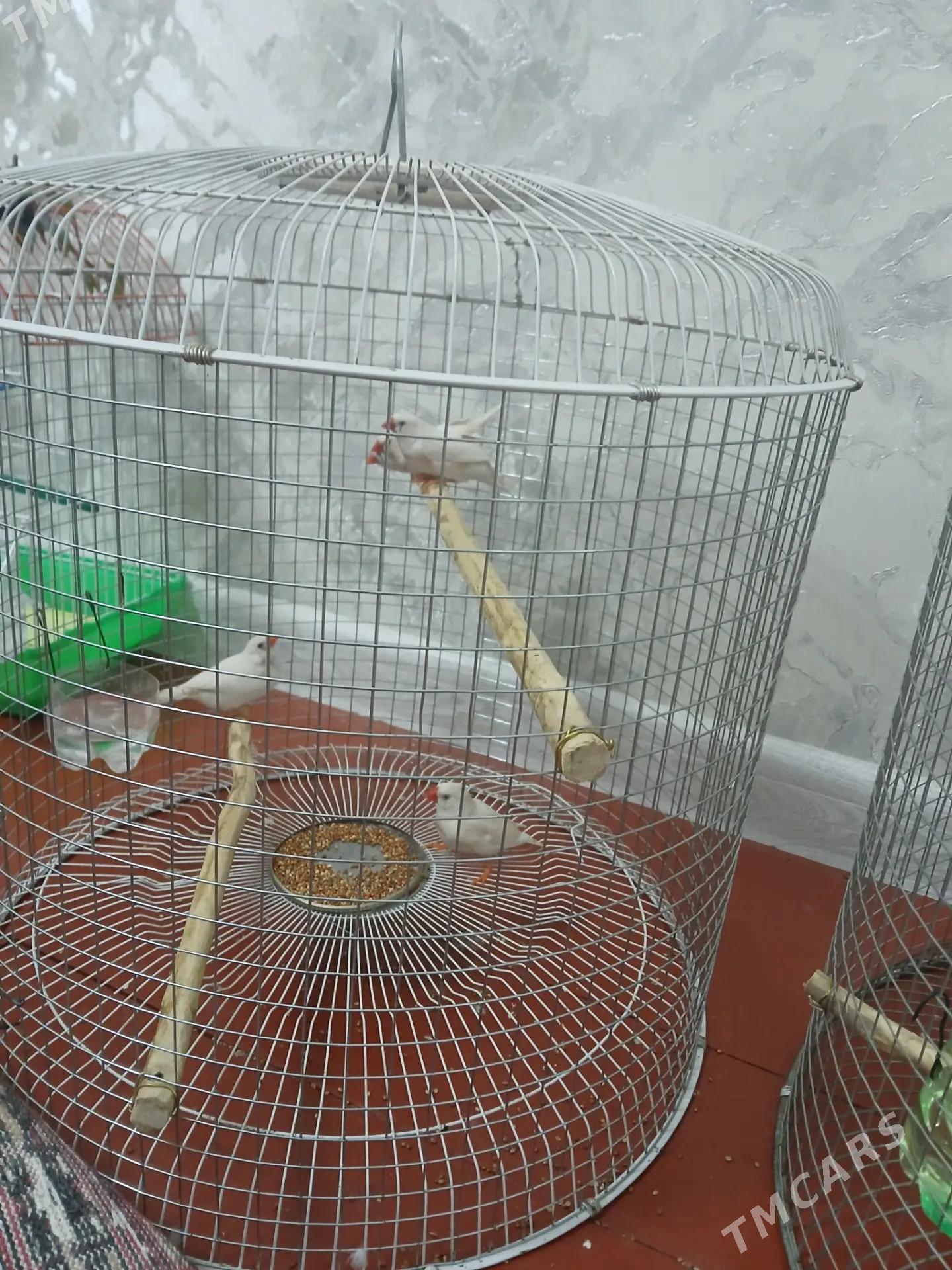 wolnisty papugay - Дашогуз - img 2