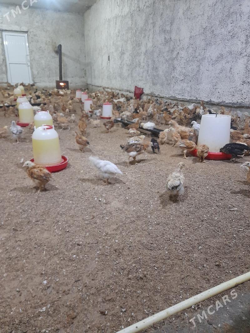 juyje - Aşgabat - img 3