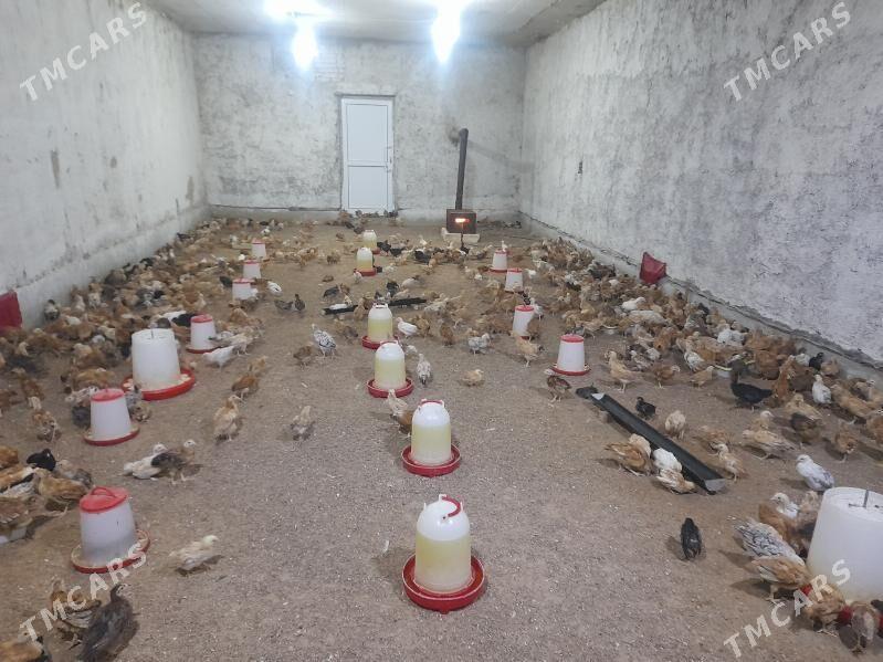 juyje - Aşgabat - img 2