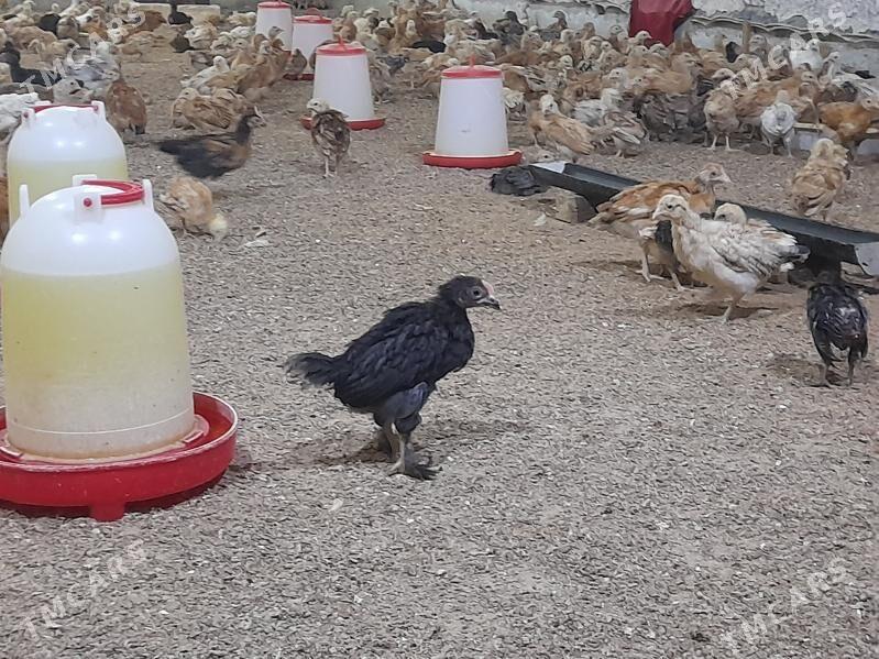 juyje - Aşgabat - img 1