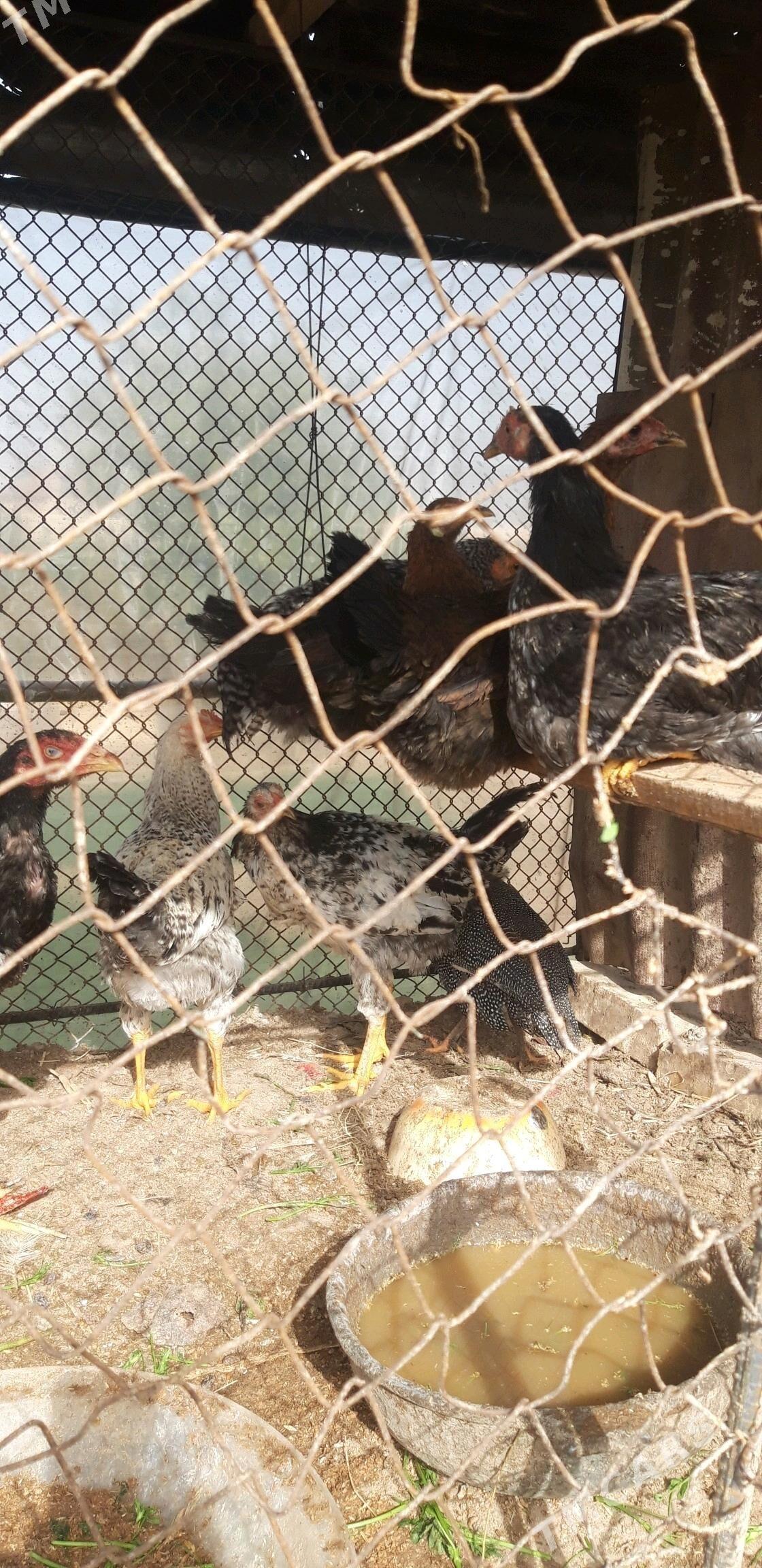 gigant horaz jujeler - Dänew - img 4