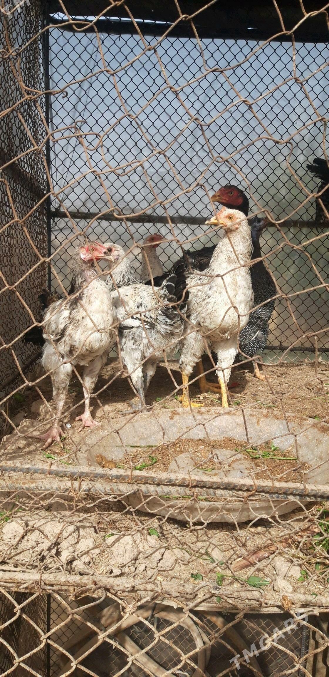 gigant horaz jujeler - Dänew - img 3