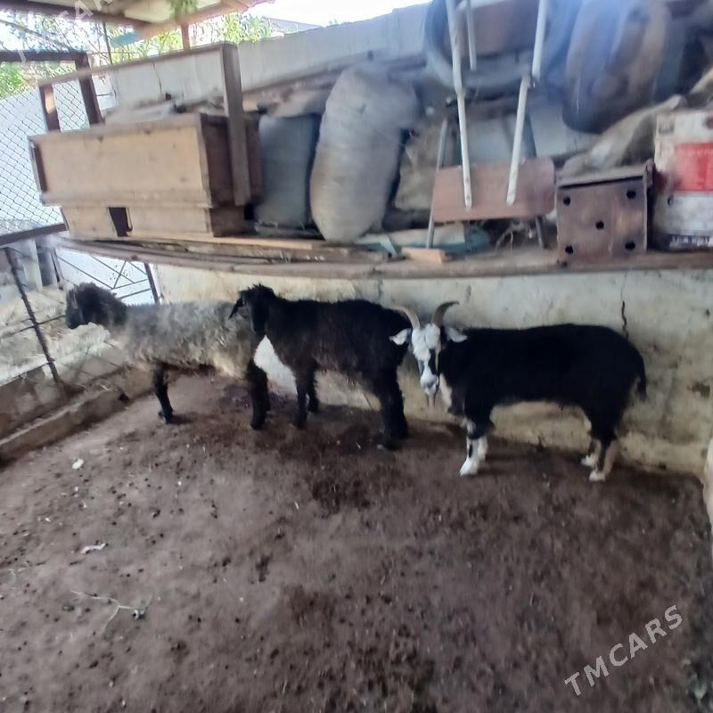 goýun - Балканабат - img 2