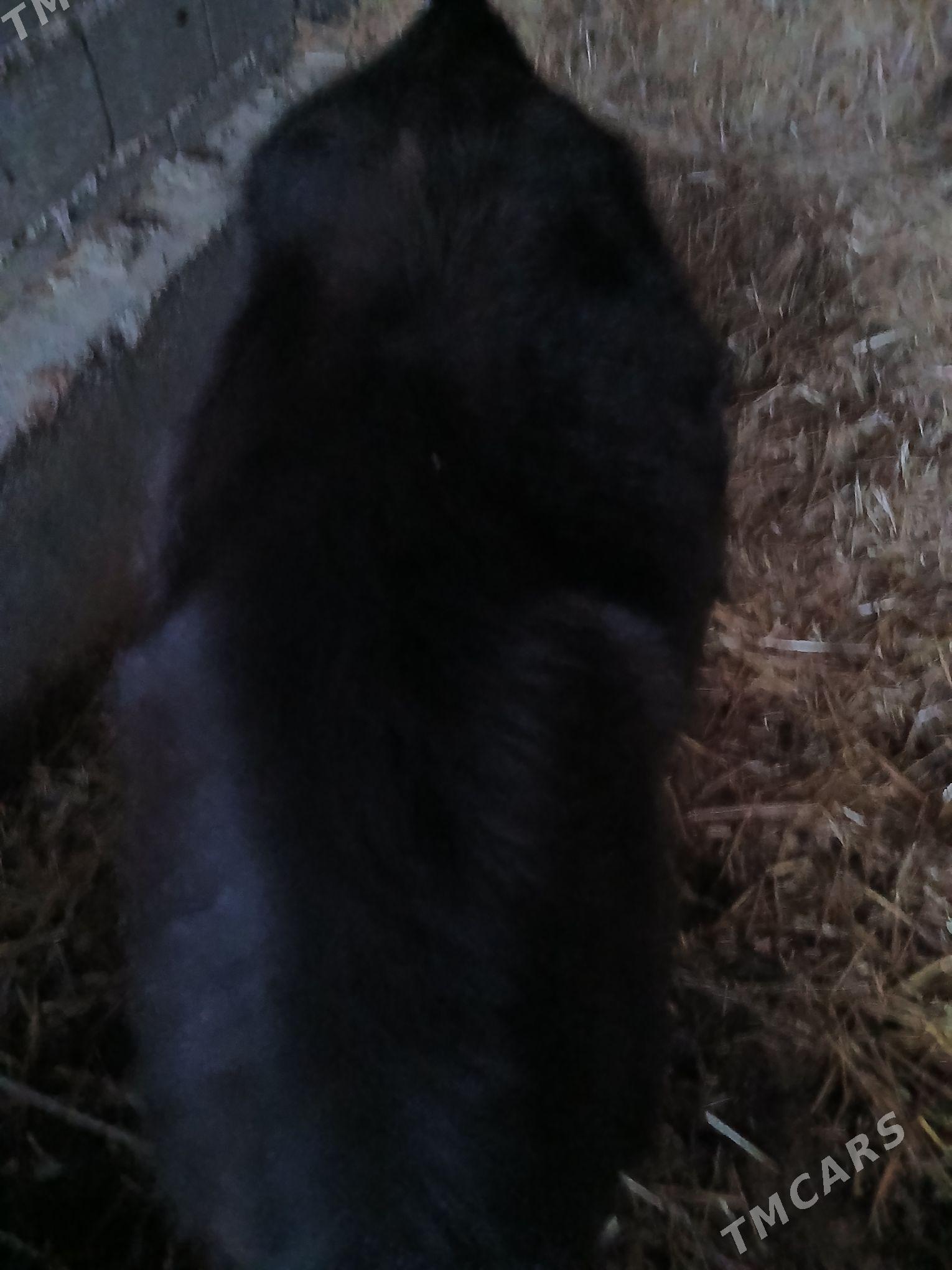 tuwe 2 sany - Gökdepe - img 1