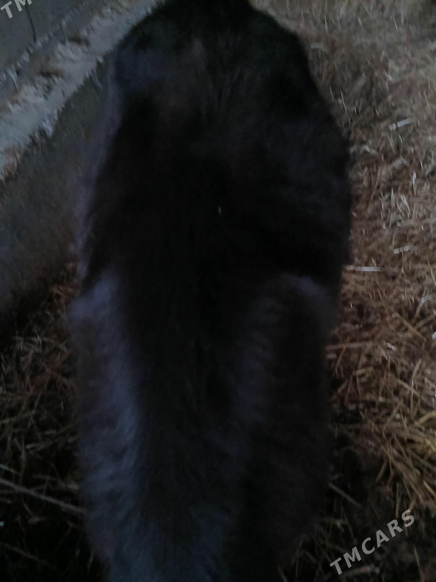 tuwe 2 sany - Gökdepe - img 2