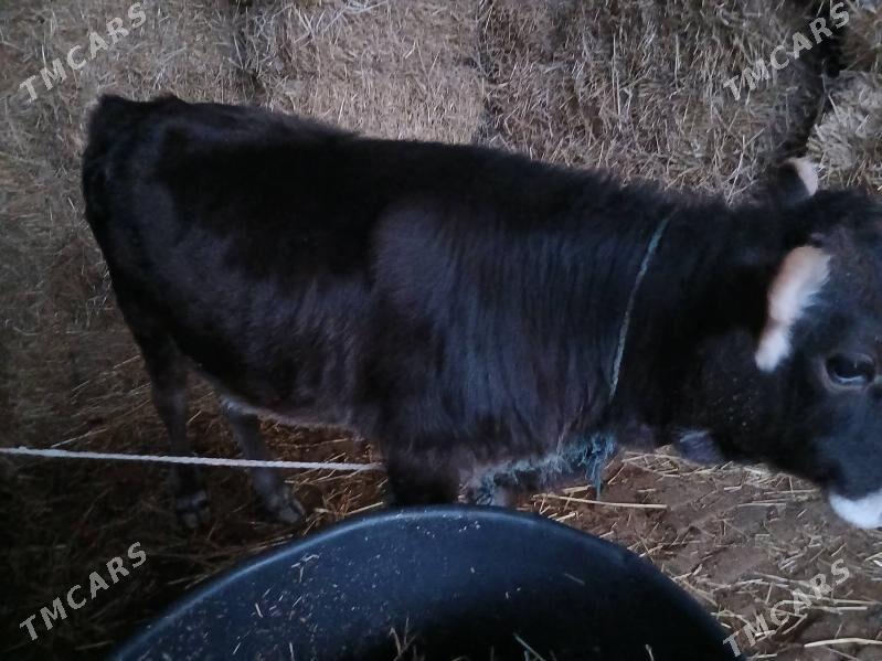 tuwe 2 sany - Gökdepe - img 3