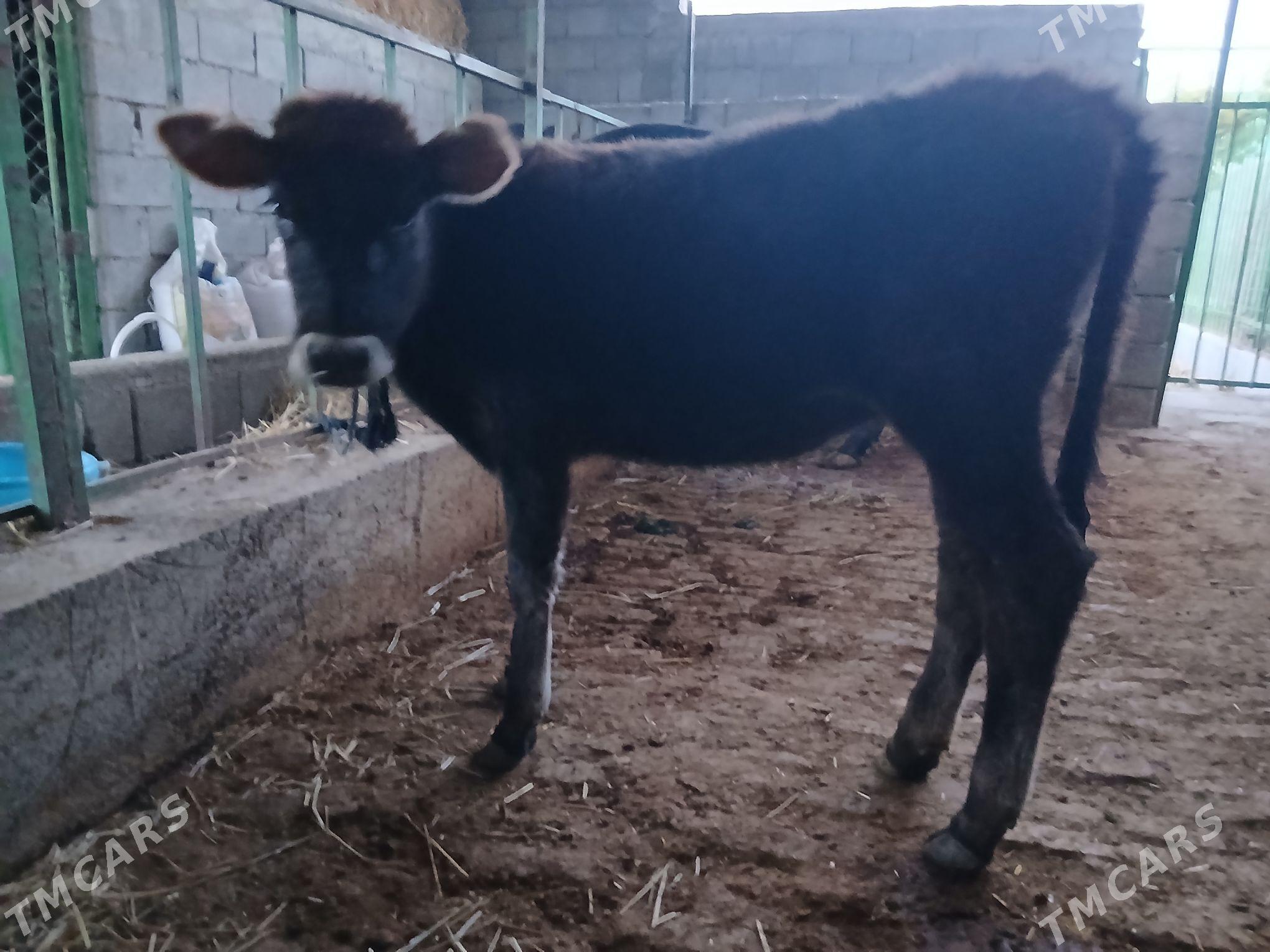 tuwe 2 sany - Gökdepe - img 4