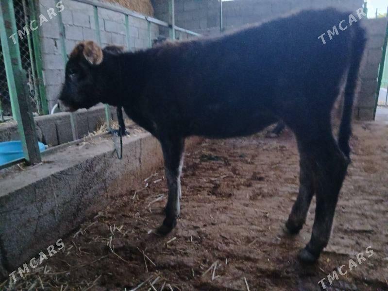 tuwe 2 sany - Gökdepe - img 5