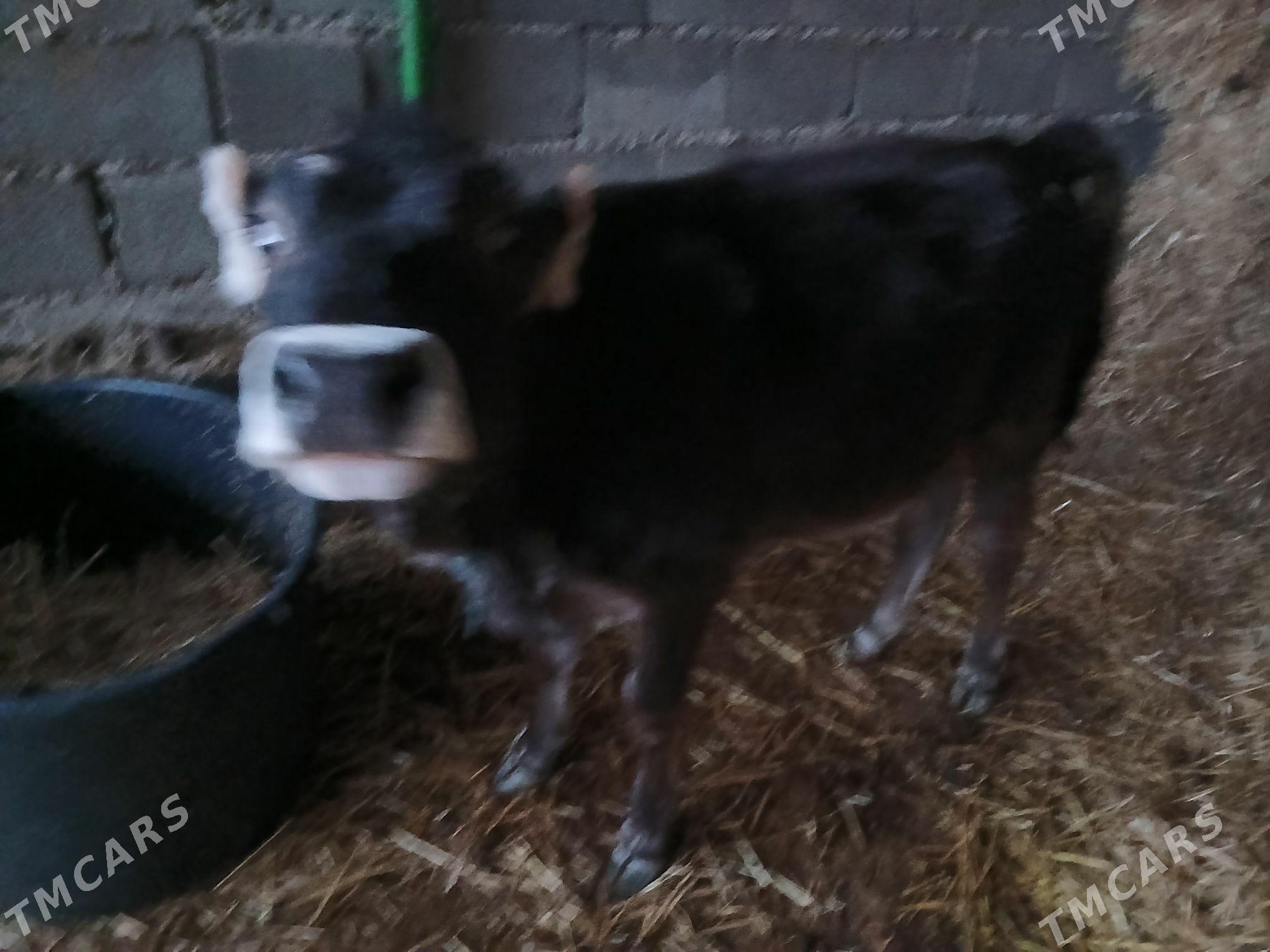 tuwe 2 sany - Gökdepe - img 6