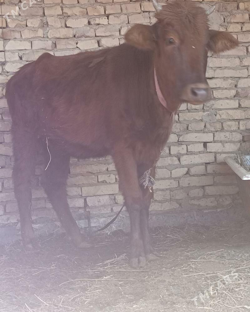 gunajyn - Çärjew - img 2