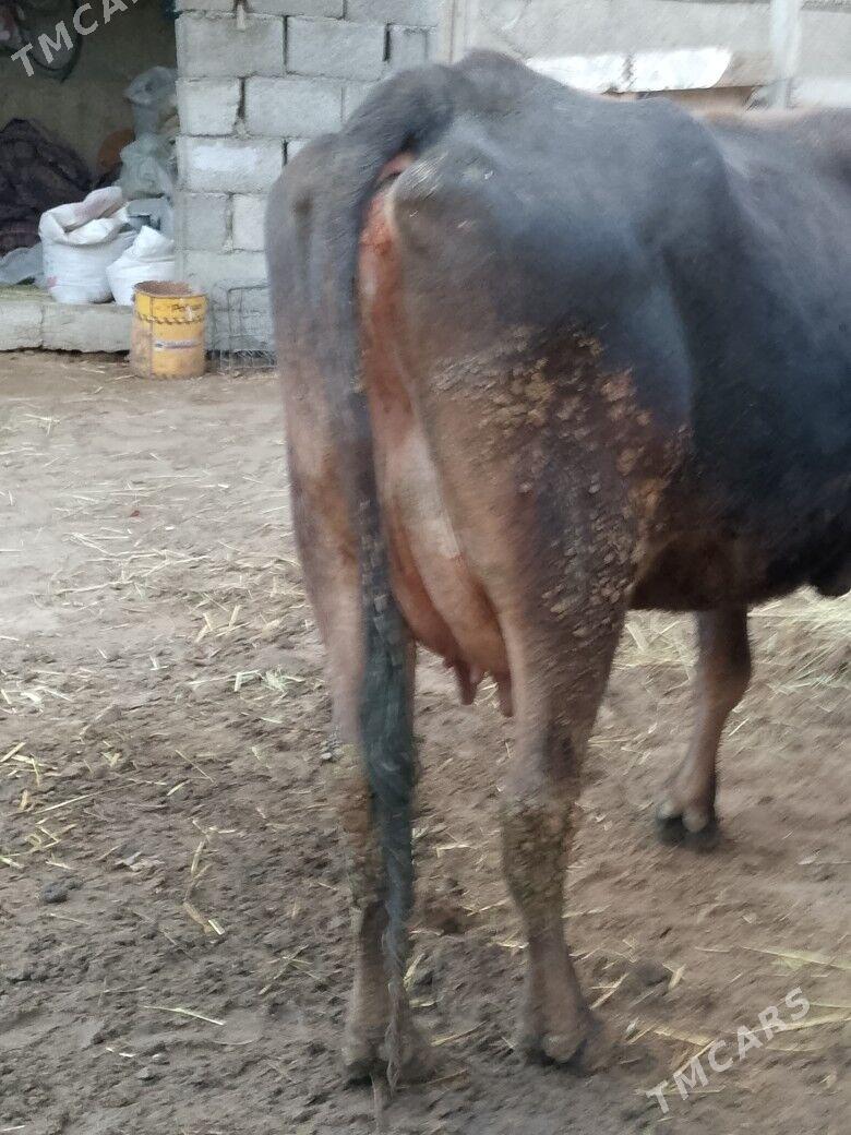 Göleli sygyr - Чоганлы - img 4