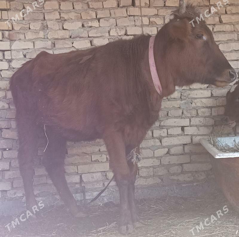 gunajyn - Çärjew - img 3