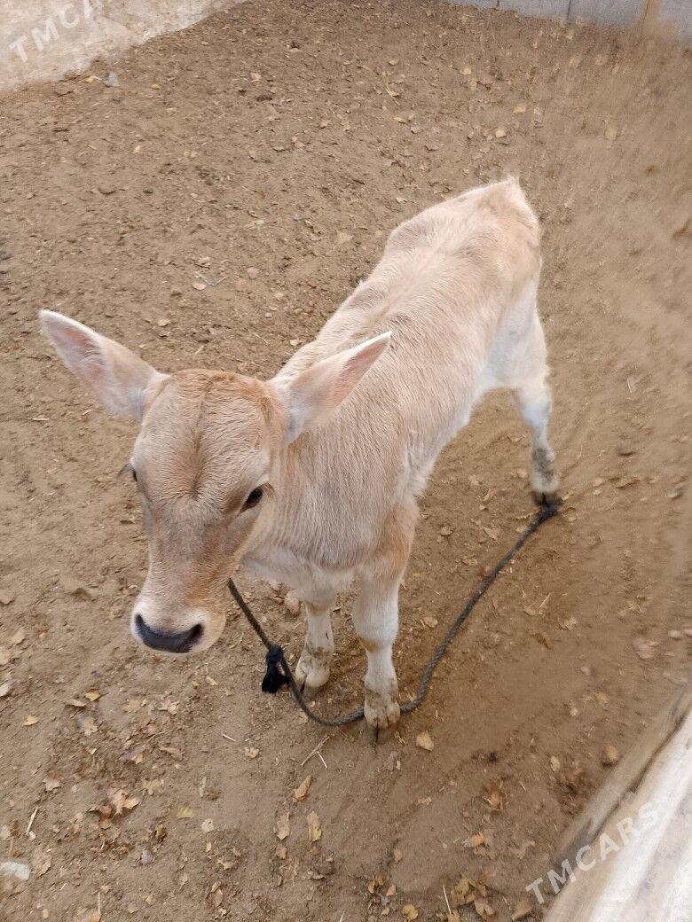 Göleli sygyr - Чоганлы - img 5