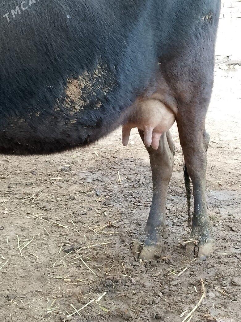 Göleli sygyr - Чоганлы - img 3