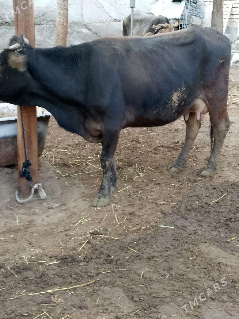 Göleli sygyr - Чоганлы - img 2