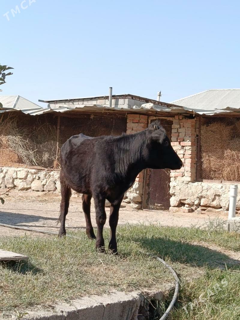 şiwes tüwe - Бахарден - img 2