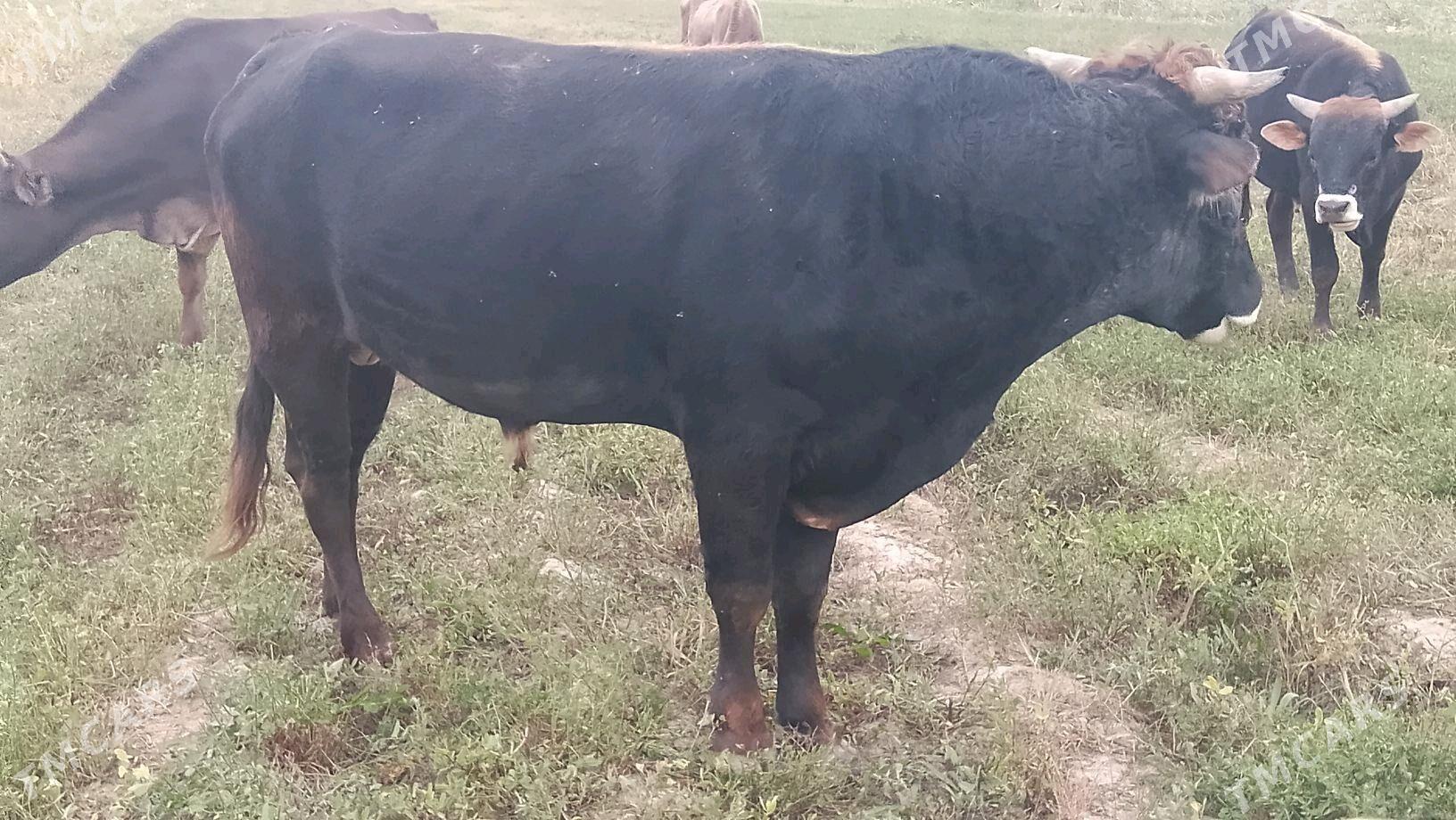 Õkûz - Bäherden - img 2