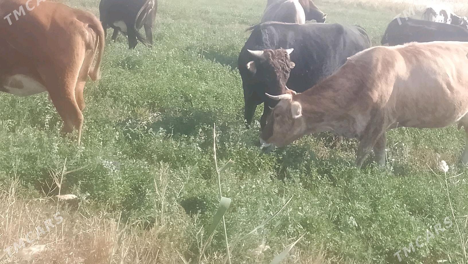 Õkûz - Bäherden - img 3