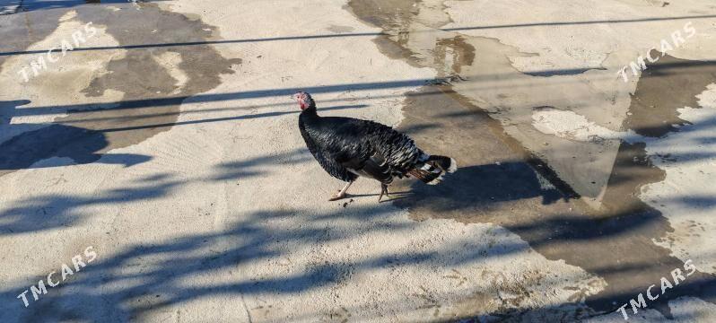 indýuk - Гёкдепе - img 2