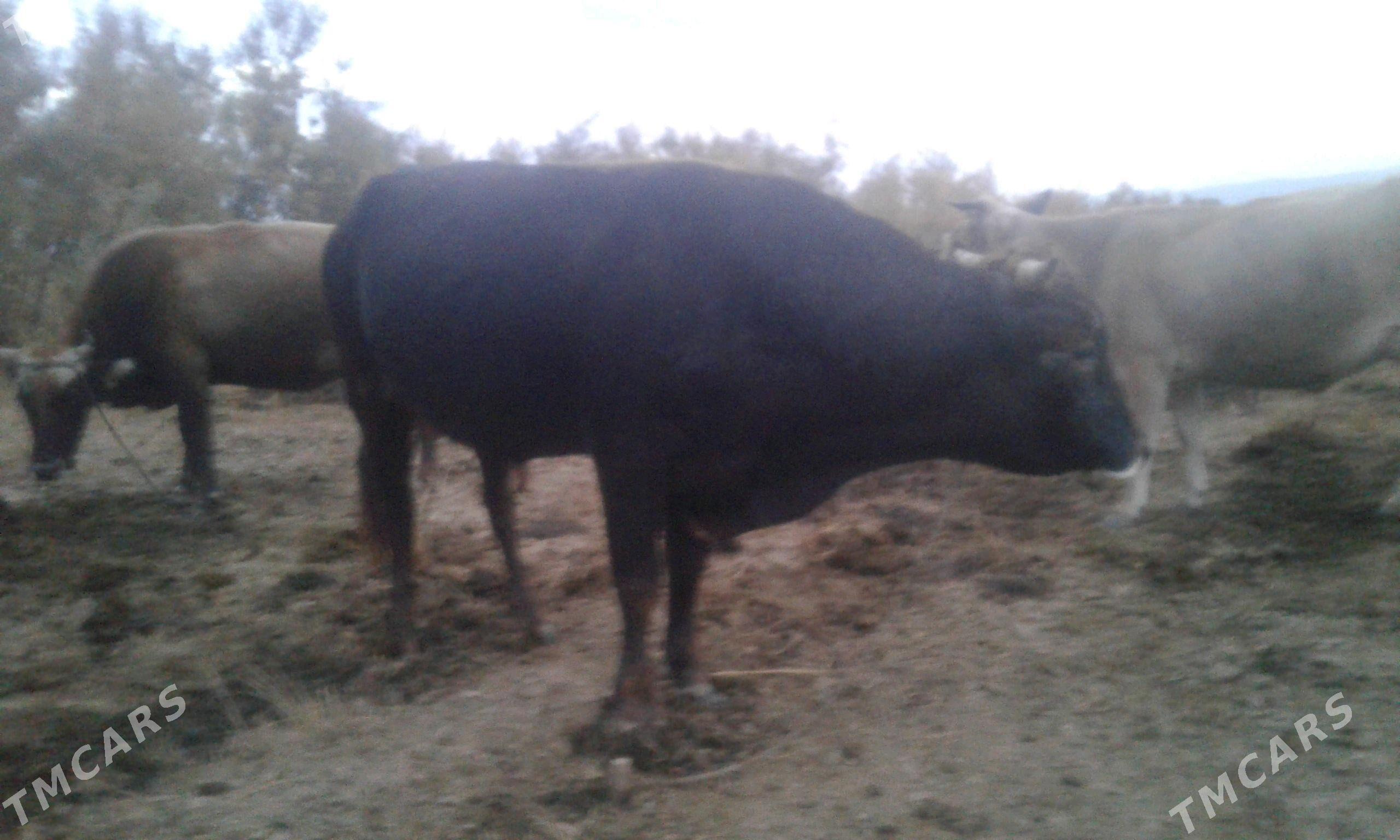 Õkûz - Bäherden - img 4