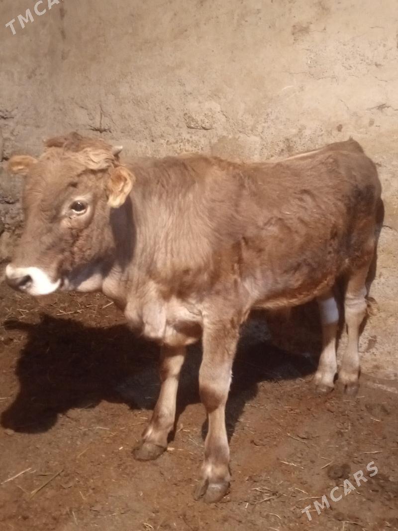 Arassa swes - Ашхабад - img 2