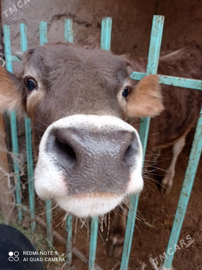 Arassa swes - Ашхабад - img 1