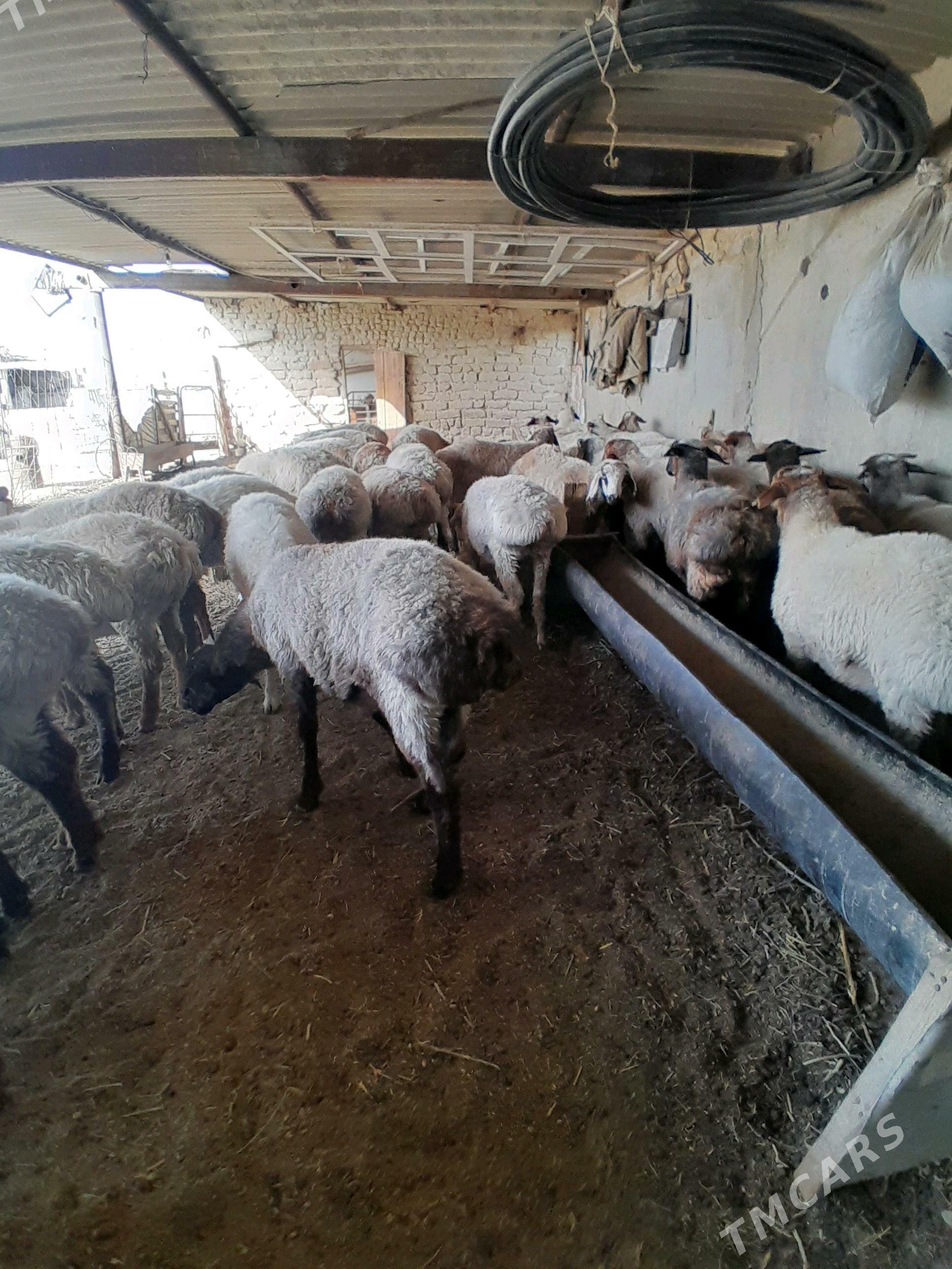 tokly - Берекет - img 3