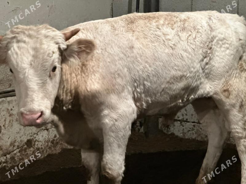 şhorol öküzçe gbrit - Çoganly - img 3