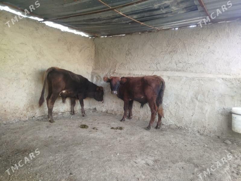 ökiz - Bäherden - img 2