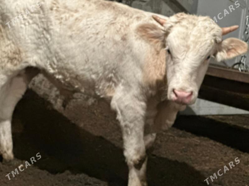 şhorol öküzçe gbrit - Çoganly - img 2