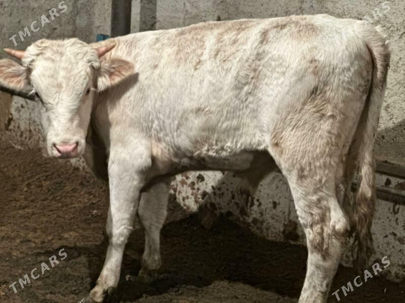 şhorol öküzçe gbrit - Çoganly - img 4