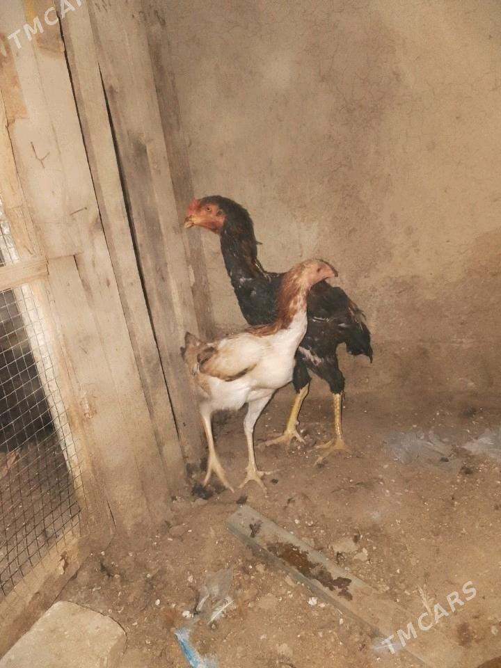 taskent - Aşgabat - img 2