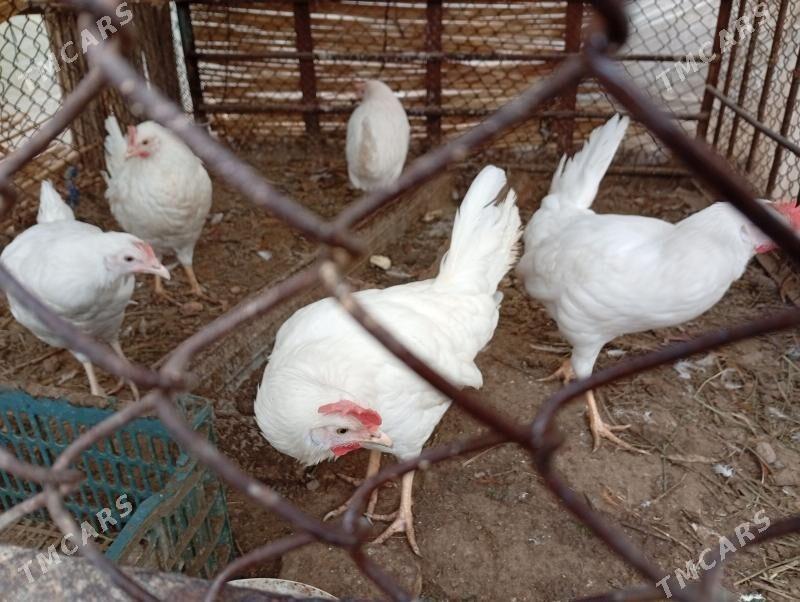 ligorn towuk - Wekilbazar - img 2