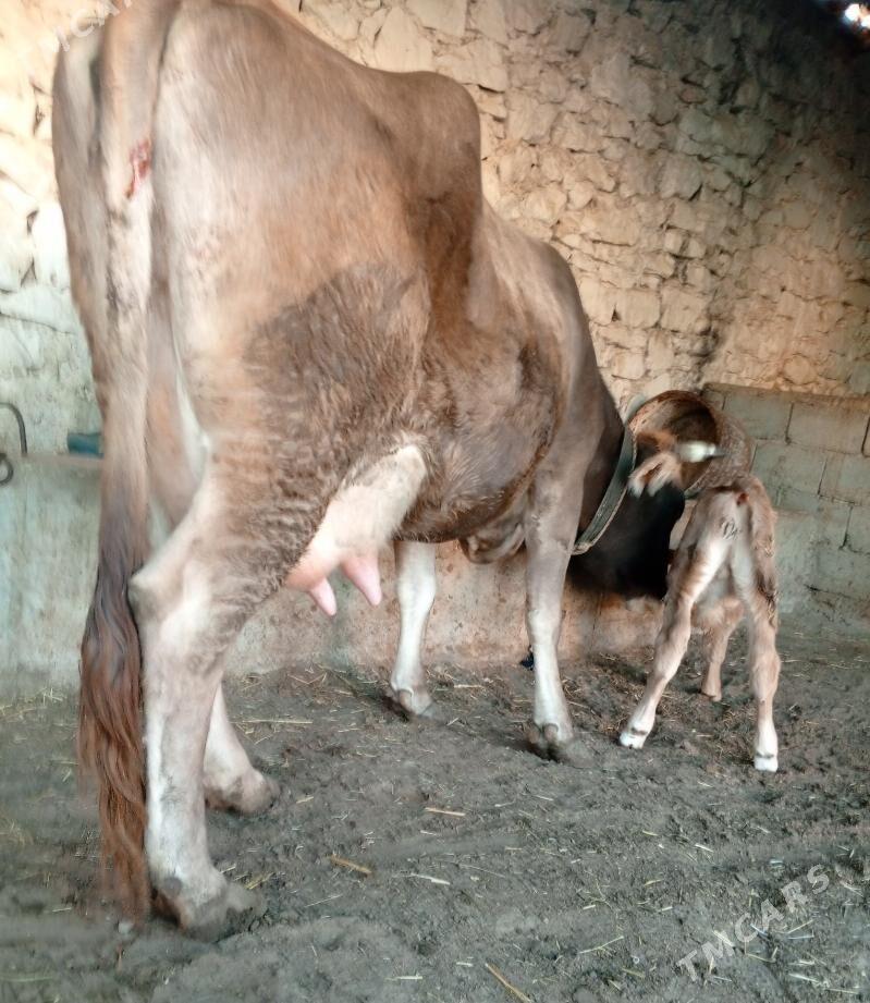 goleli sygr - Балканабат - img 2