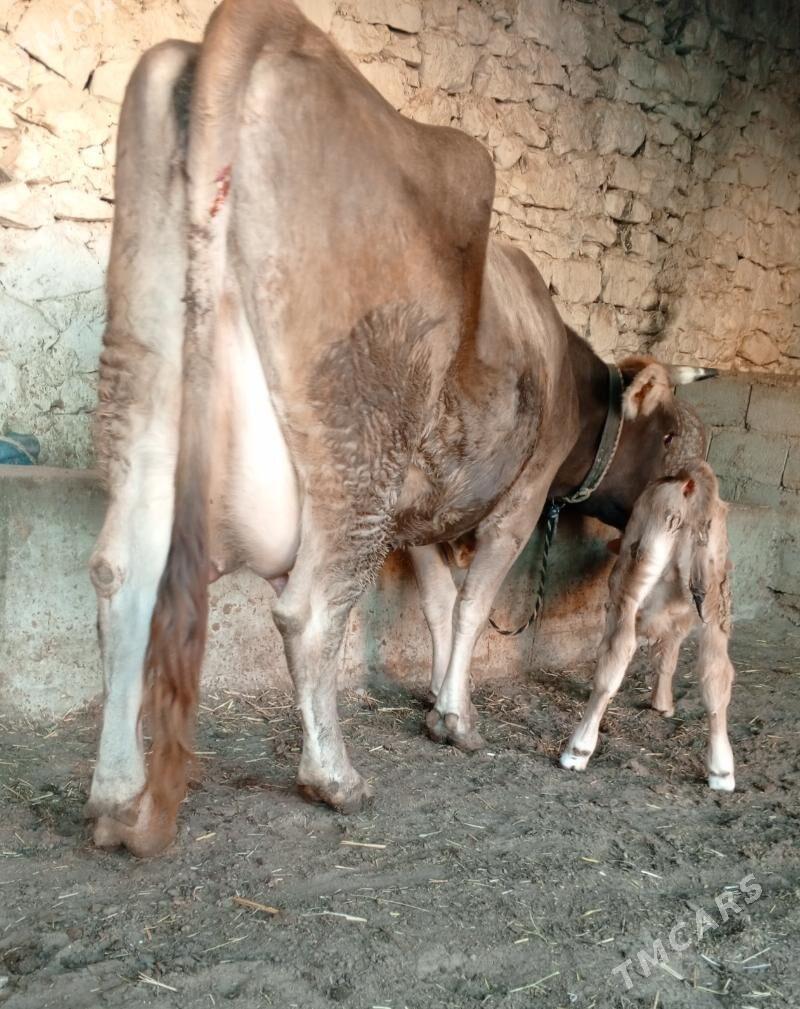 goleli sygr - Балканабат - img 3