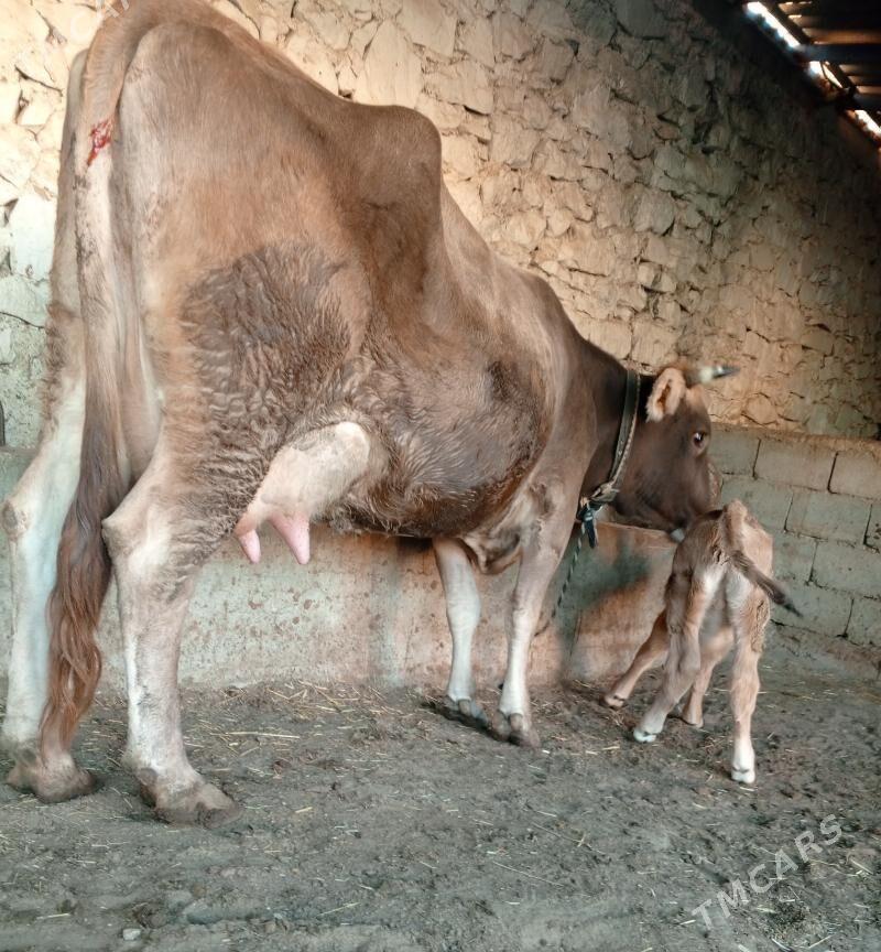 goleli sygr - Балканабат - img 4