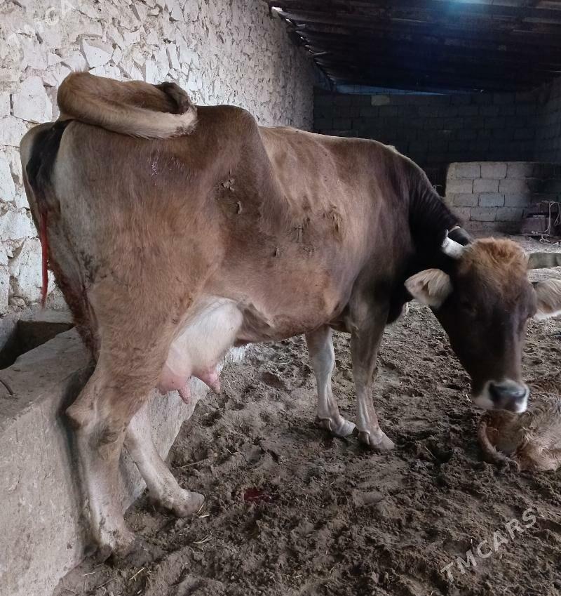 goleli sygr - Балканабат - img 1