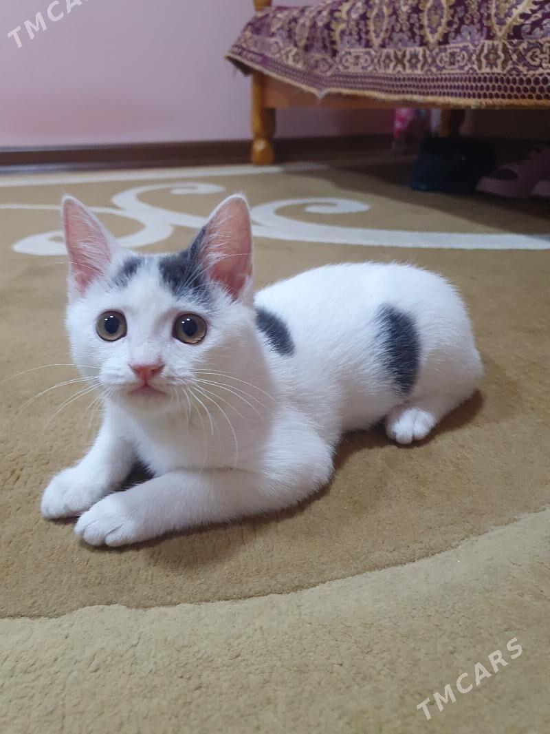 Котёнок бесплатно!!! - Ашхабад - img 2