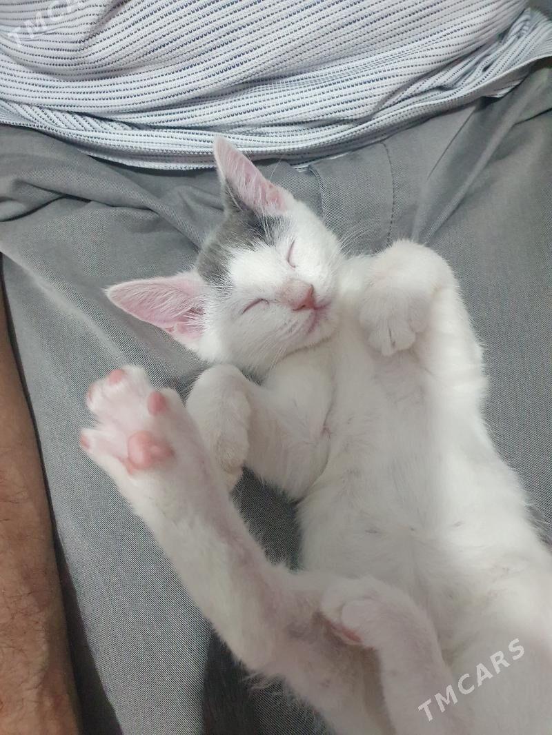 Котёнок бесплатно!!! - Ашхабад - img 4