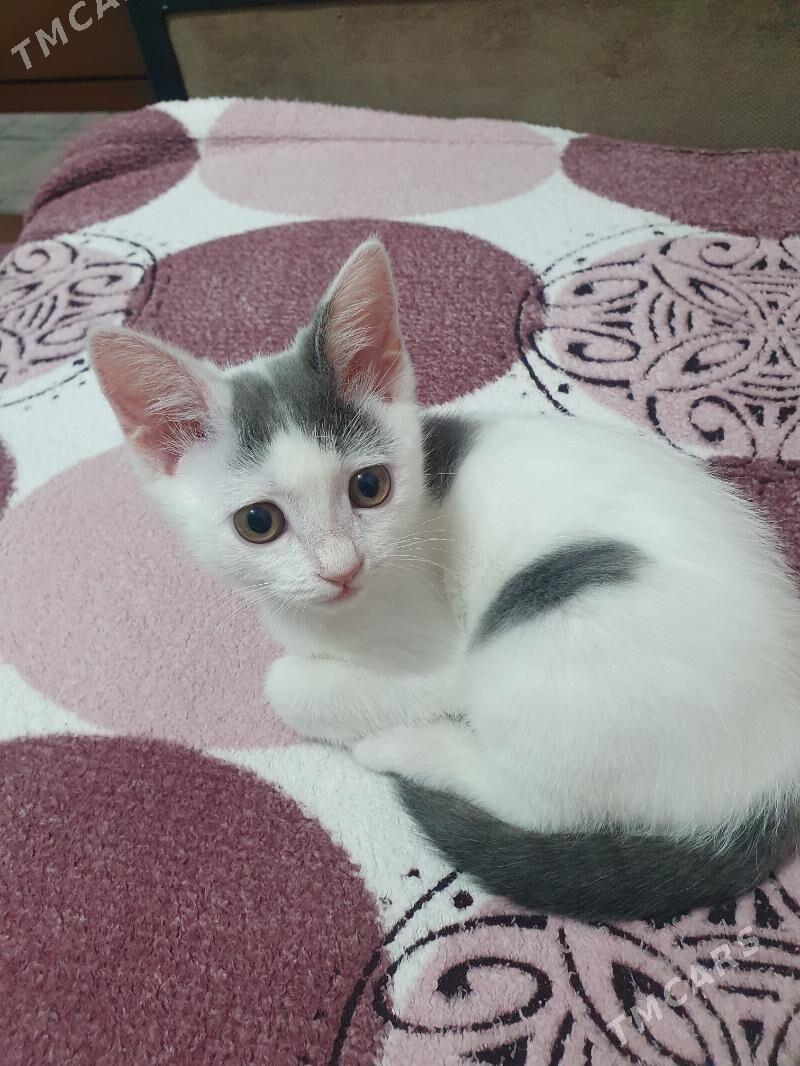 Котёнок бесплатно!!! - Ашхабад - img 3