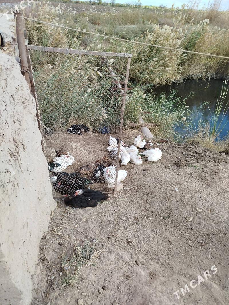 Ordek (muskus). - Чарджоу - img 2