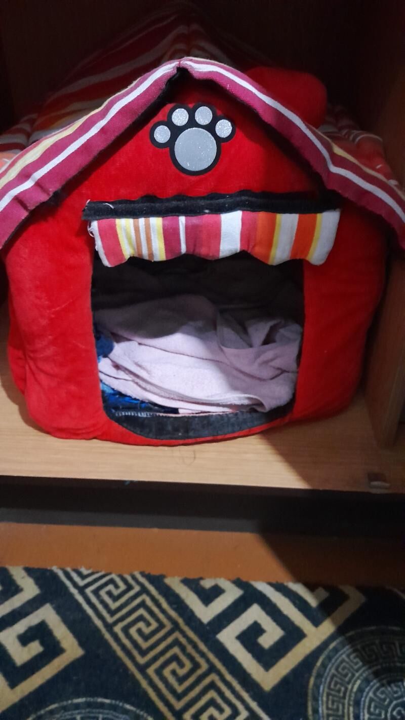 pişik - 11 mkr - img 2