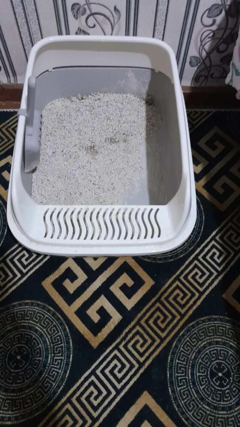 pişik - 11 mkr - img 4