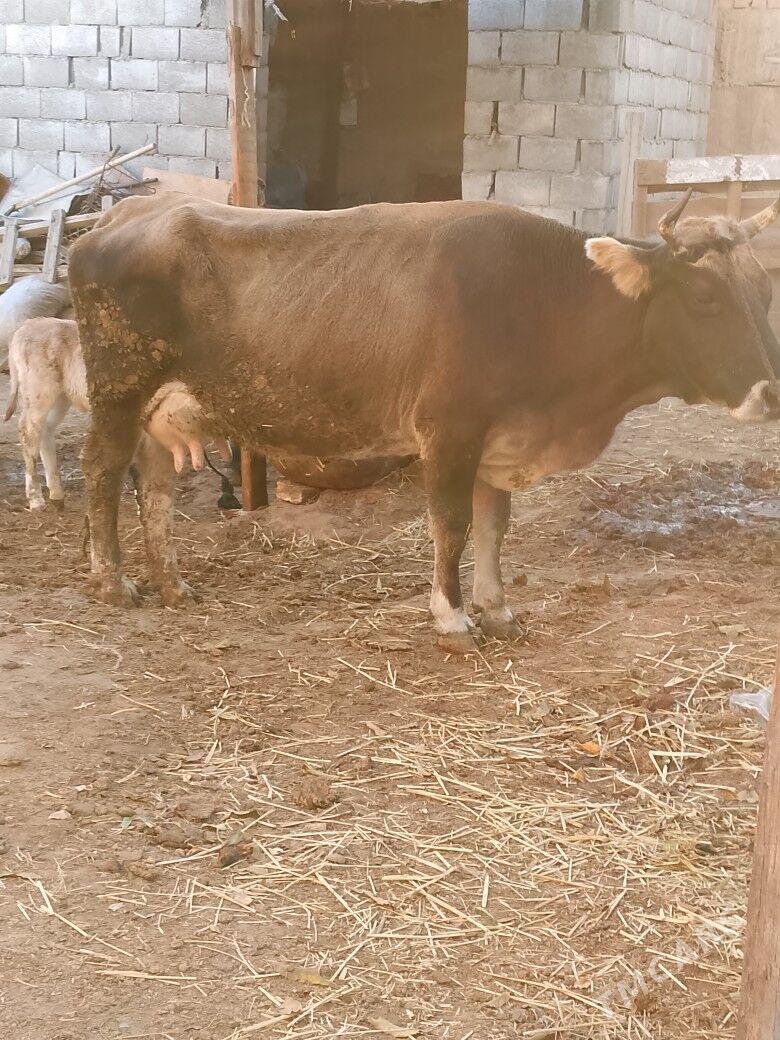 Sygyr - Чоганлы - img 3