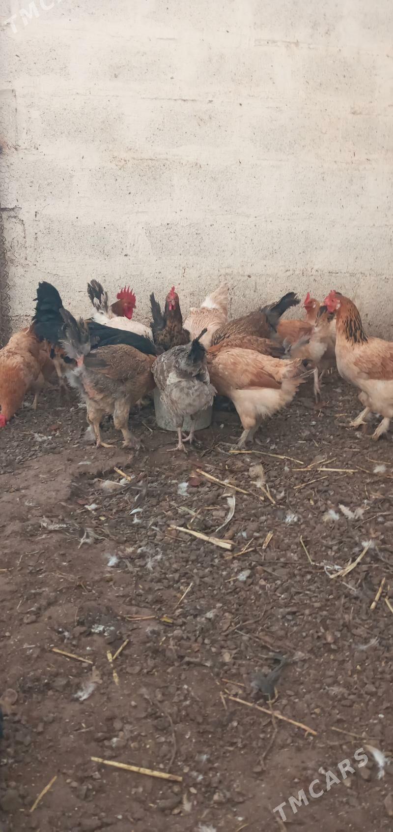 товук towuk - Türkmenbaşy - img 2