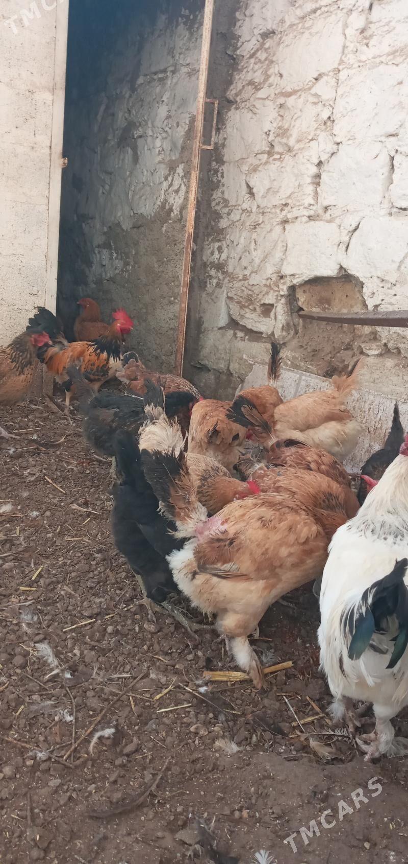 товук towuk - Türkmenbaşy - img 3