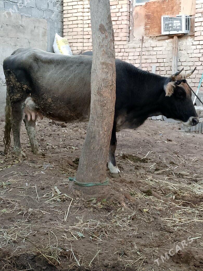 Sygyr - Чоганлы - img 2