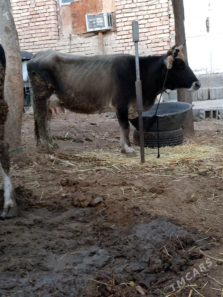 Sygyr - Чоганлы - img 4