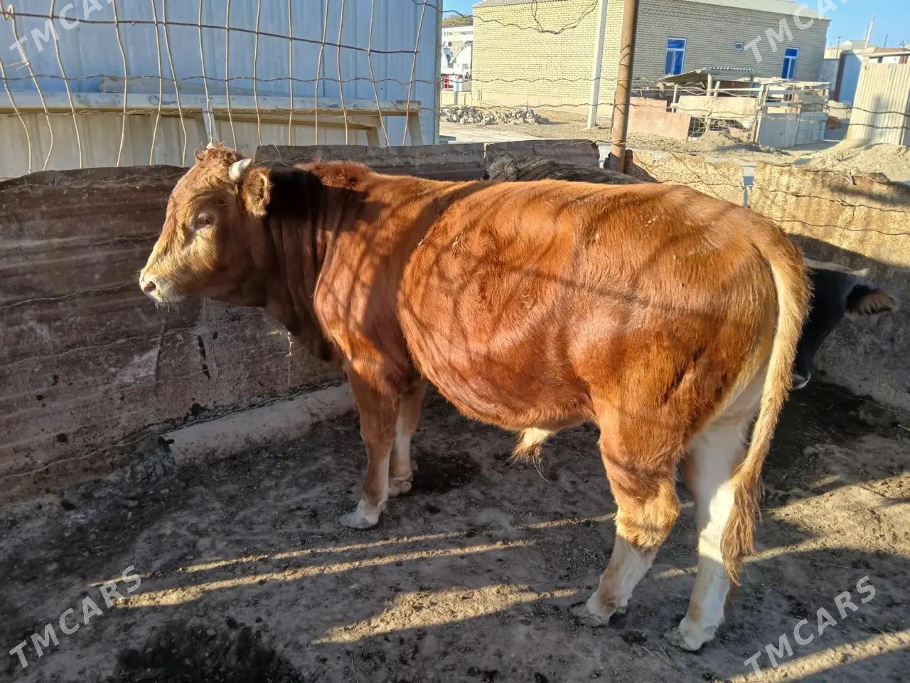 Göleli sygyrlar Birda ökiz bar - Etrek - img 6